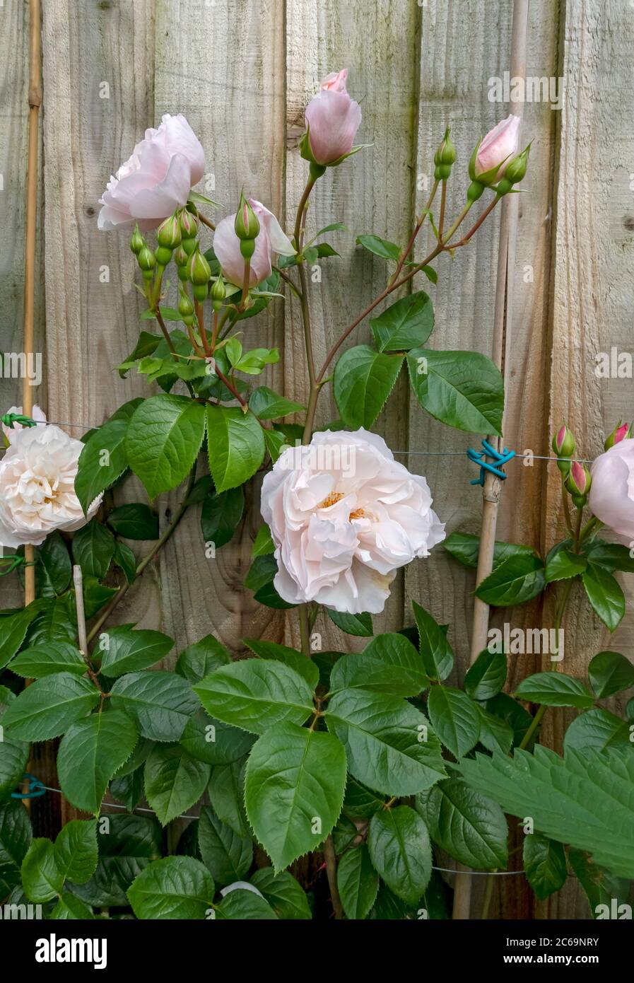 Primo piano rosa pallido arrampicata germogli rose 'il generoso Gardener' crescere su una recinzione di legno fiori fiore nel giardino estivo Inghilterra UK Gran Bretagna Foto Stock