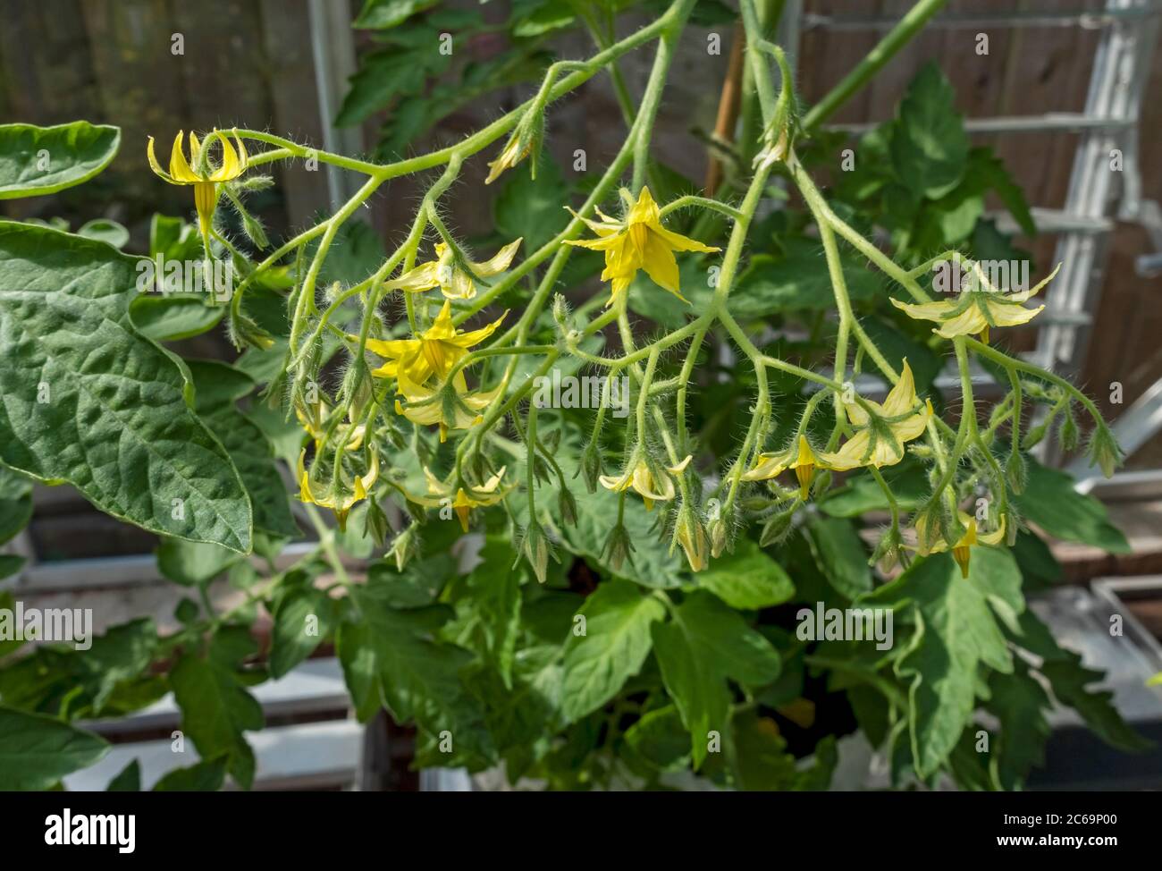 Primo piano di Ildi piante di pomodoro piante fiori fiore fioritura in serra in estate Inghilterra Regno Unito GB Gran Bretagna Foto Stock