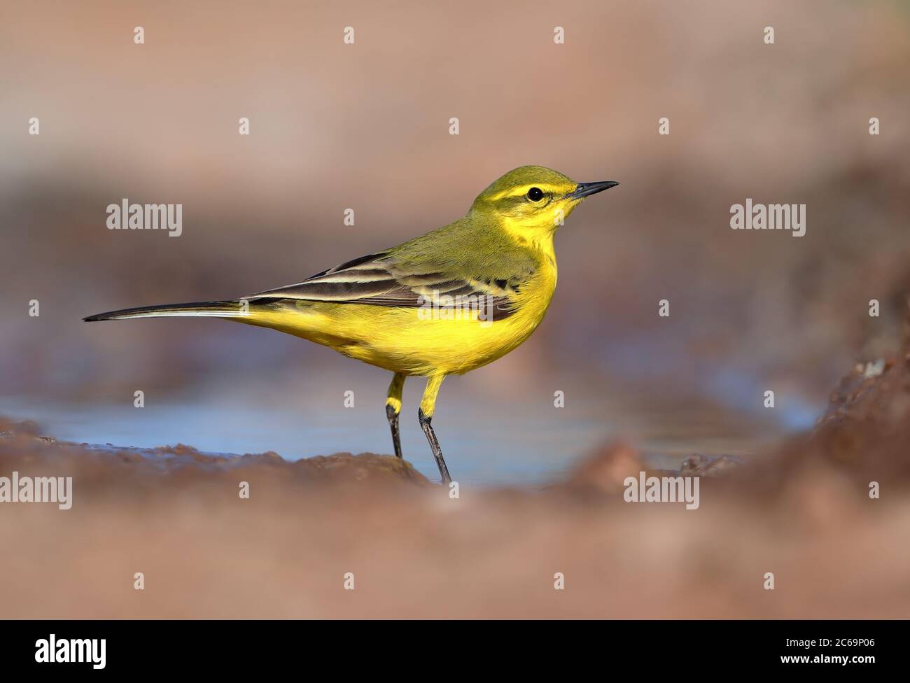 Maschio britannico Yellow Waggail (Motacilla flavissima) durante la migrazione primaverile a Hyeres in Francia. Foto Stock