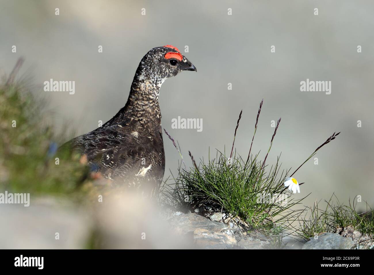 Rock Ptarmigan (Lagopus muta) a Briançon in Francia. Foto Stock