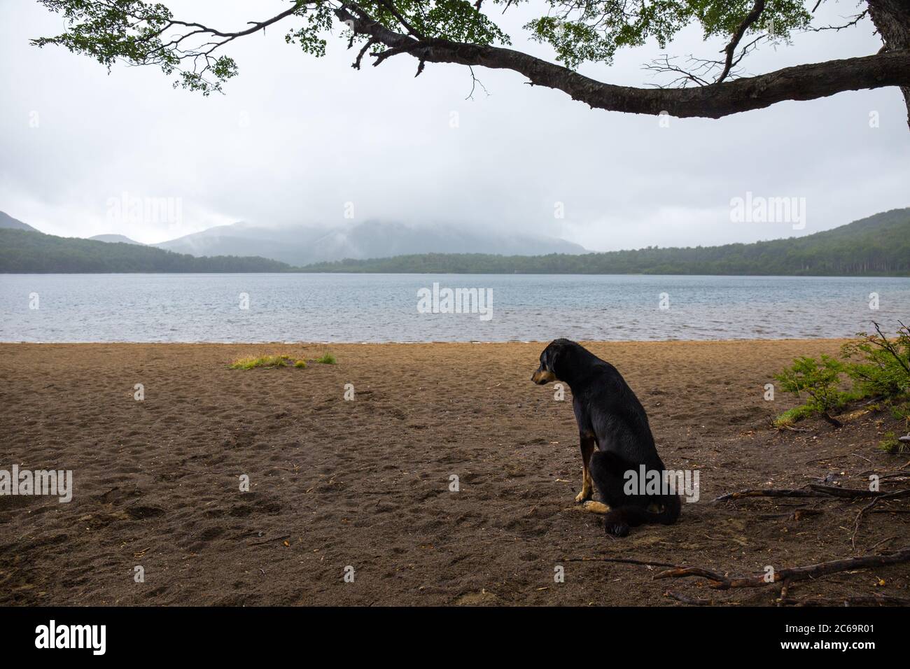 Cane solitario e triste in attesa del suo padrone, che nuota in un lago selvaggio Foto Stock