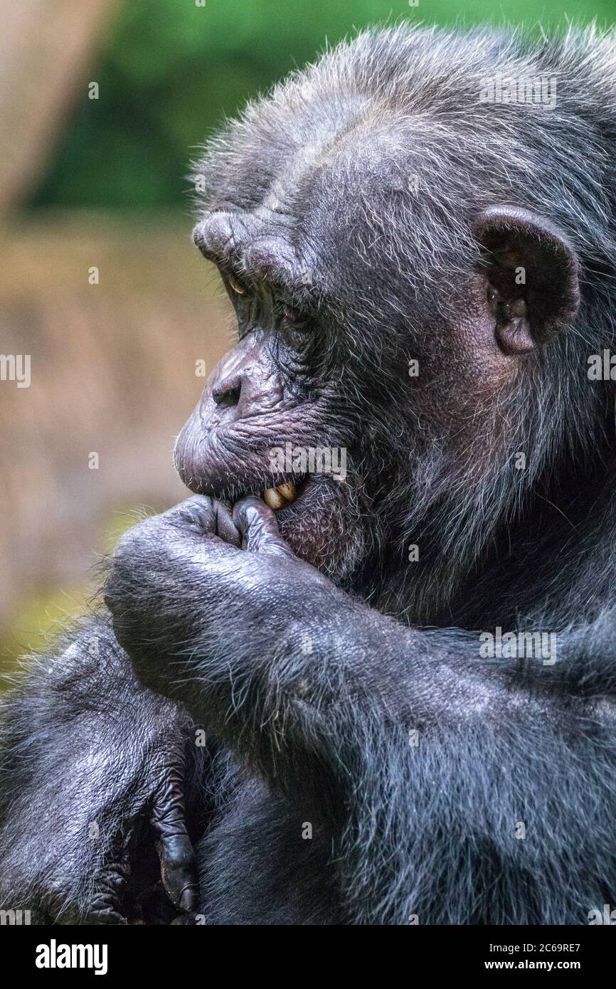 Ritratto di uno scimpanzé africano con la mano sulla bocca, Indonesia Foto Stock