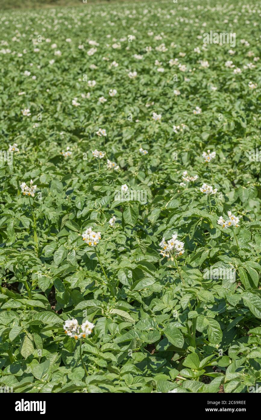 Coltura di patate / campo di patate nel Regno Unito. Per i coltivatori di patate del Regno Unito, per la coltivazione di patate nel Regno Unito, per le colture alimentari nel Regno Unito, per le piante di patate. Mettere a fuoco il terzo inferiore dell'immagine. Foto Stock