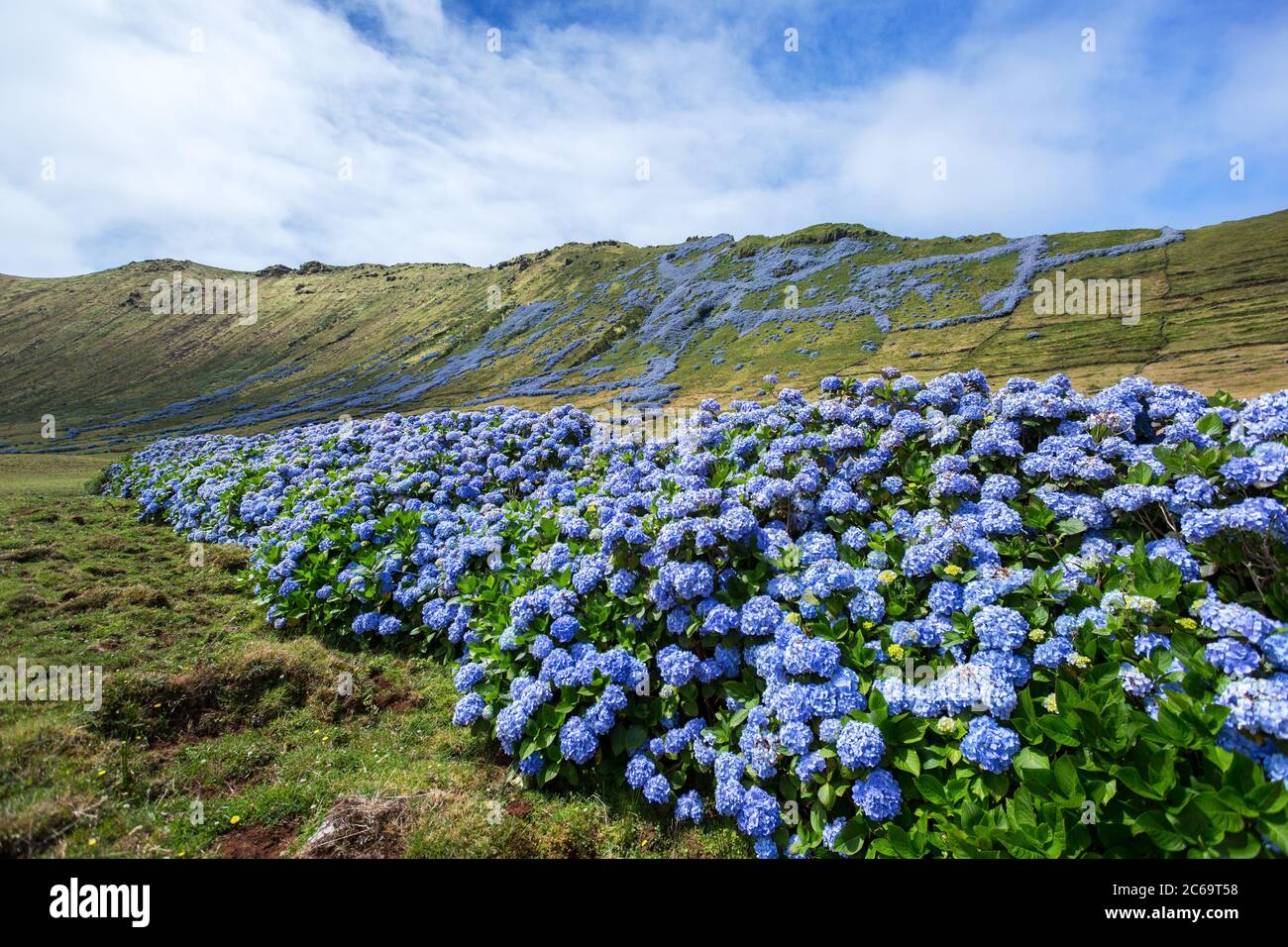 L'idrangea selvaggia si è diffusa sulle colline dell'isola delle Azzorre, in Portogallo Foto Stock