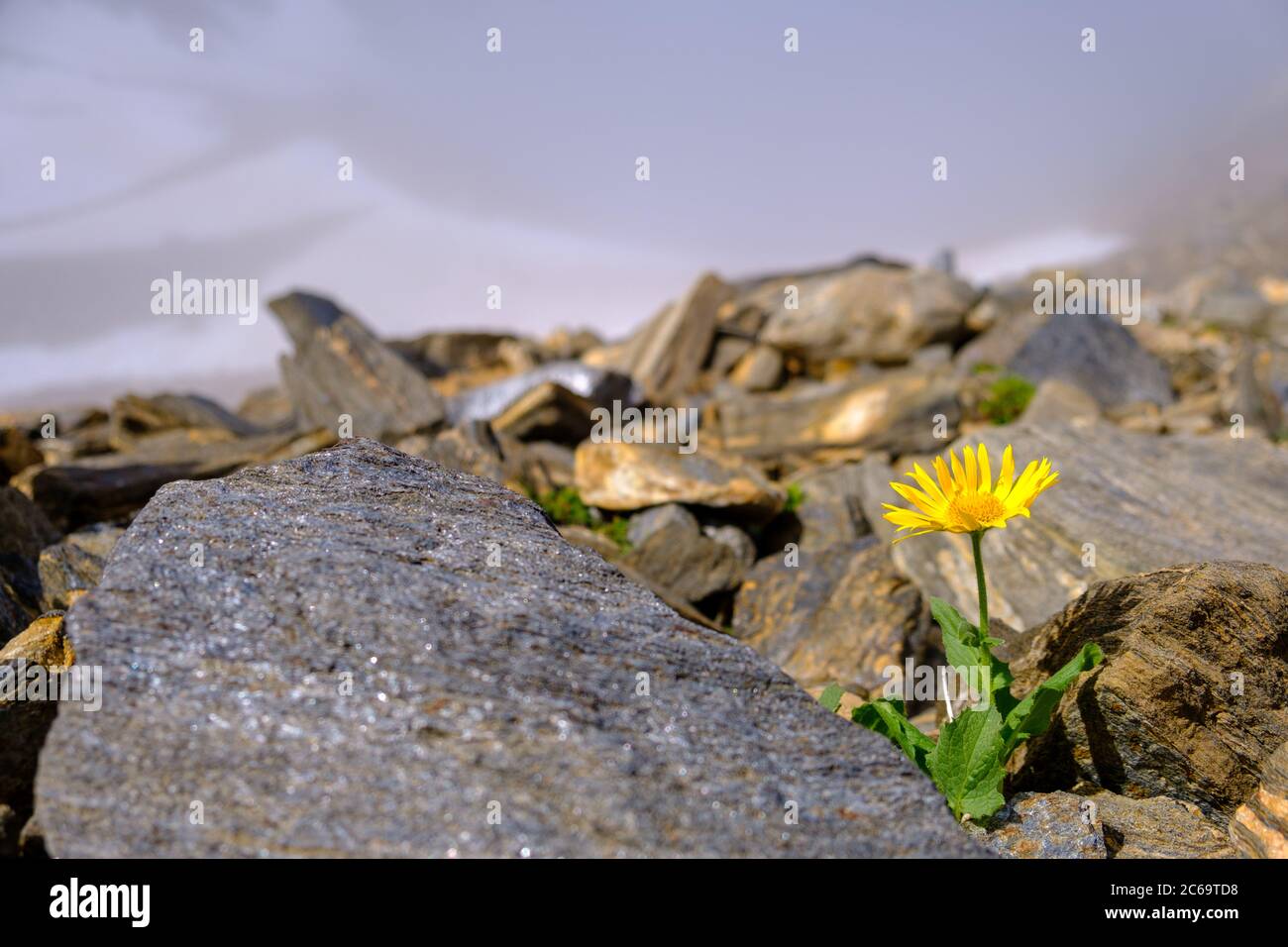 Fiore Arnica che cresce tra le rocce Foto Stock