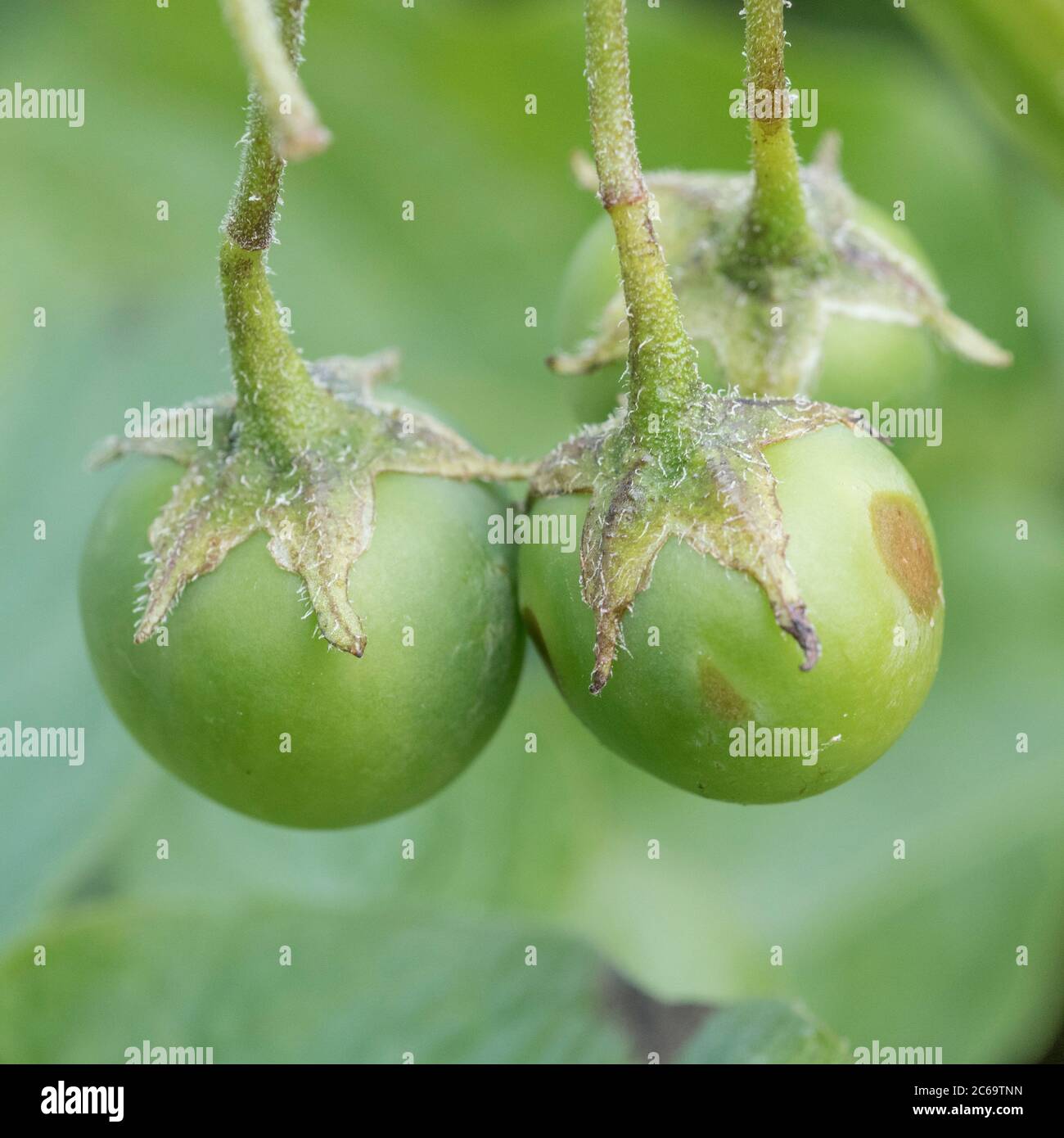 Da vicino bacche di patate verdi tossiche velenose, ciliegie, frutta o semi. Questi sono che forma dopo i fiori di patate. Piante veleni, piante velenose Foto Stock