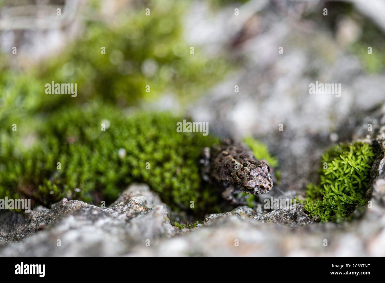 Piccola rana mimetata su uno sfondo grigio di roccia fangosa Foto Stock