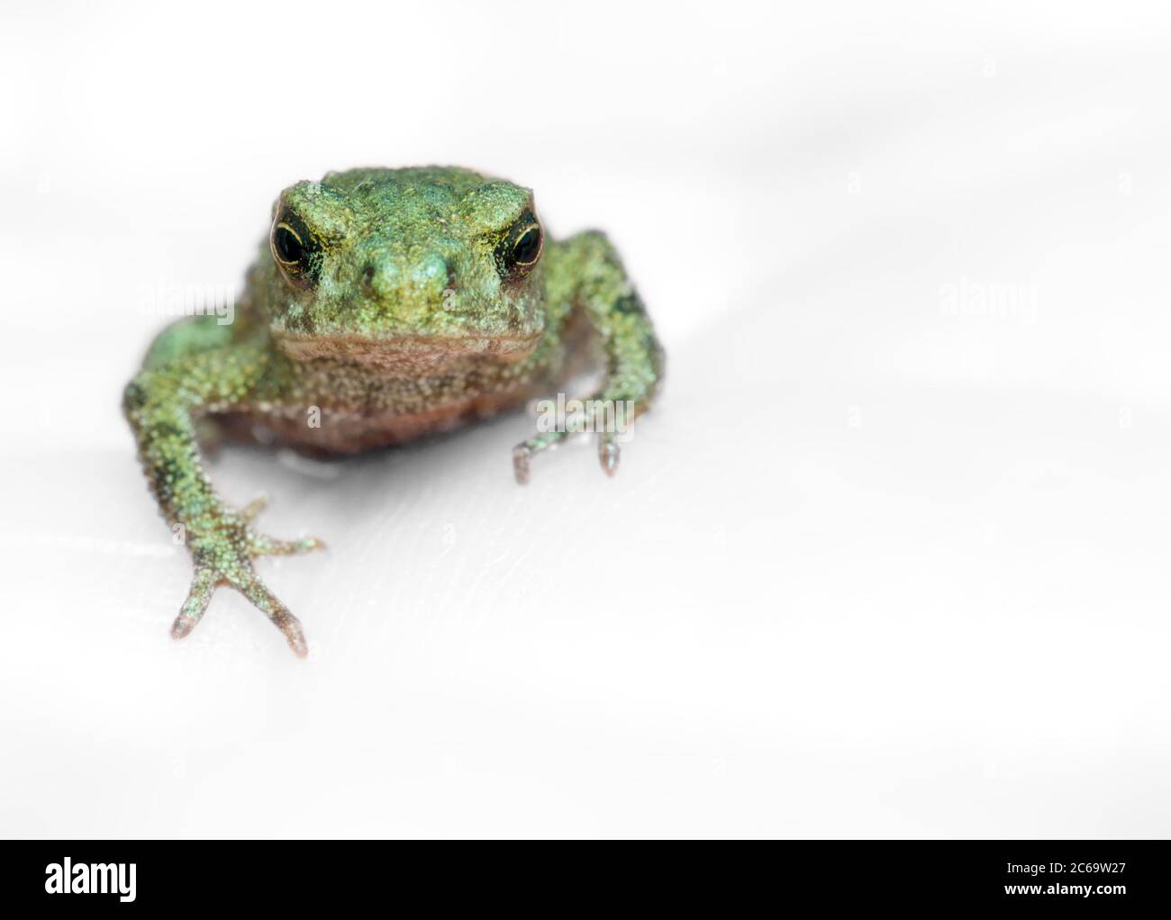 Macro immagine di un Toad Toad comune, Bufo bufo, guardando la fotocamera isolata su uno sfondo grigio bianco. REGNO UNITO Foto Stock