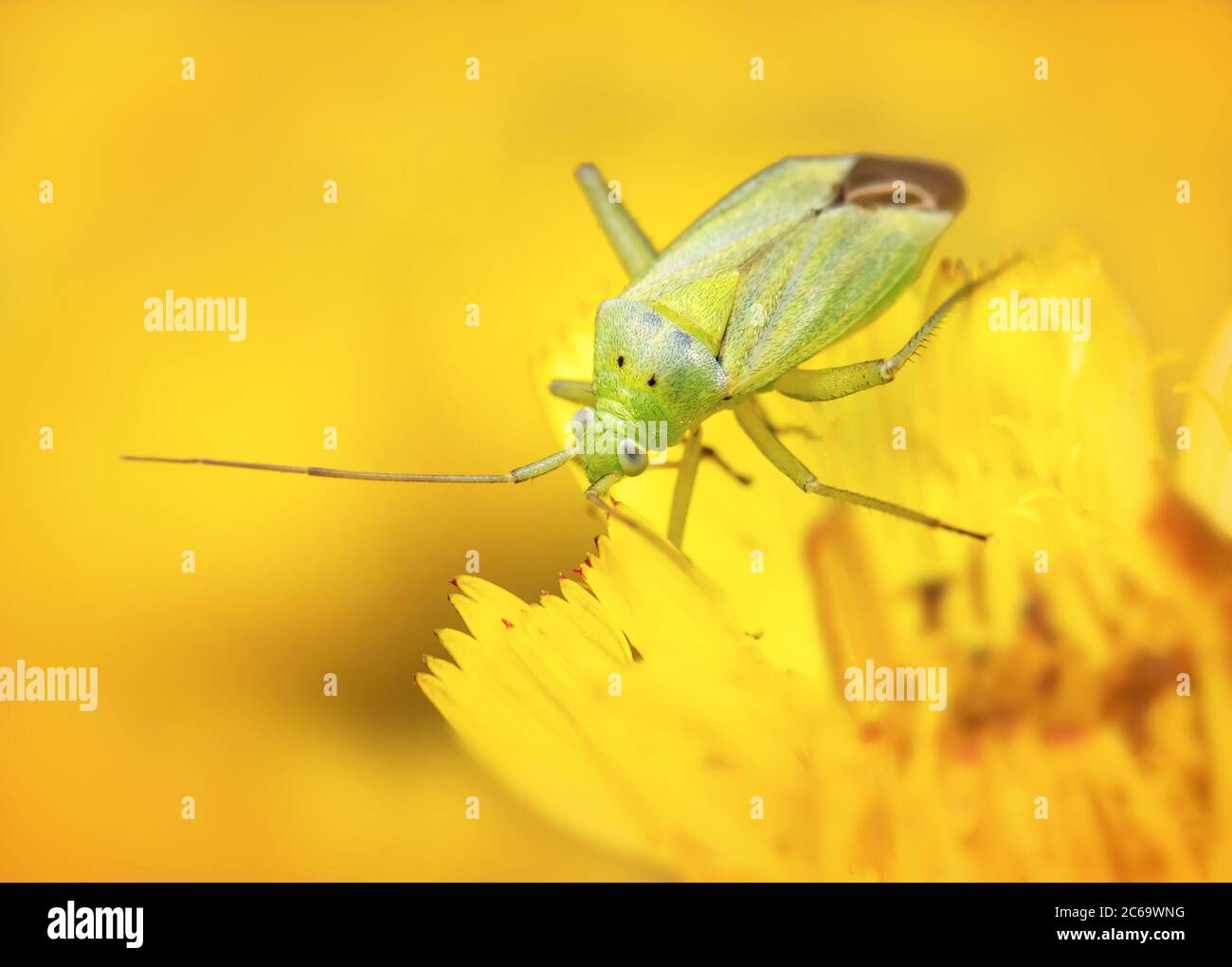 Macro di una pianta verde Bug, Amblytylus nasutus, strisciando su UN fiore di dente di leone che si nuoce contro UNO sfondo giallo diffuso. Preso a Stanpit Marsh UK Foto Stock