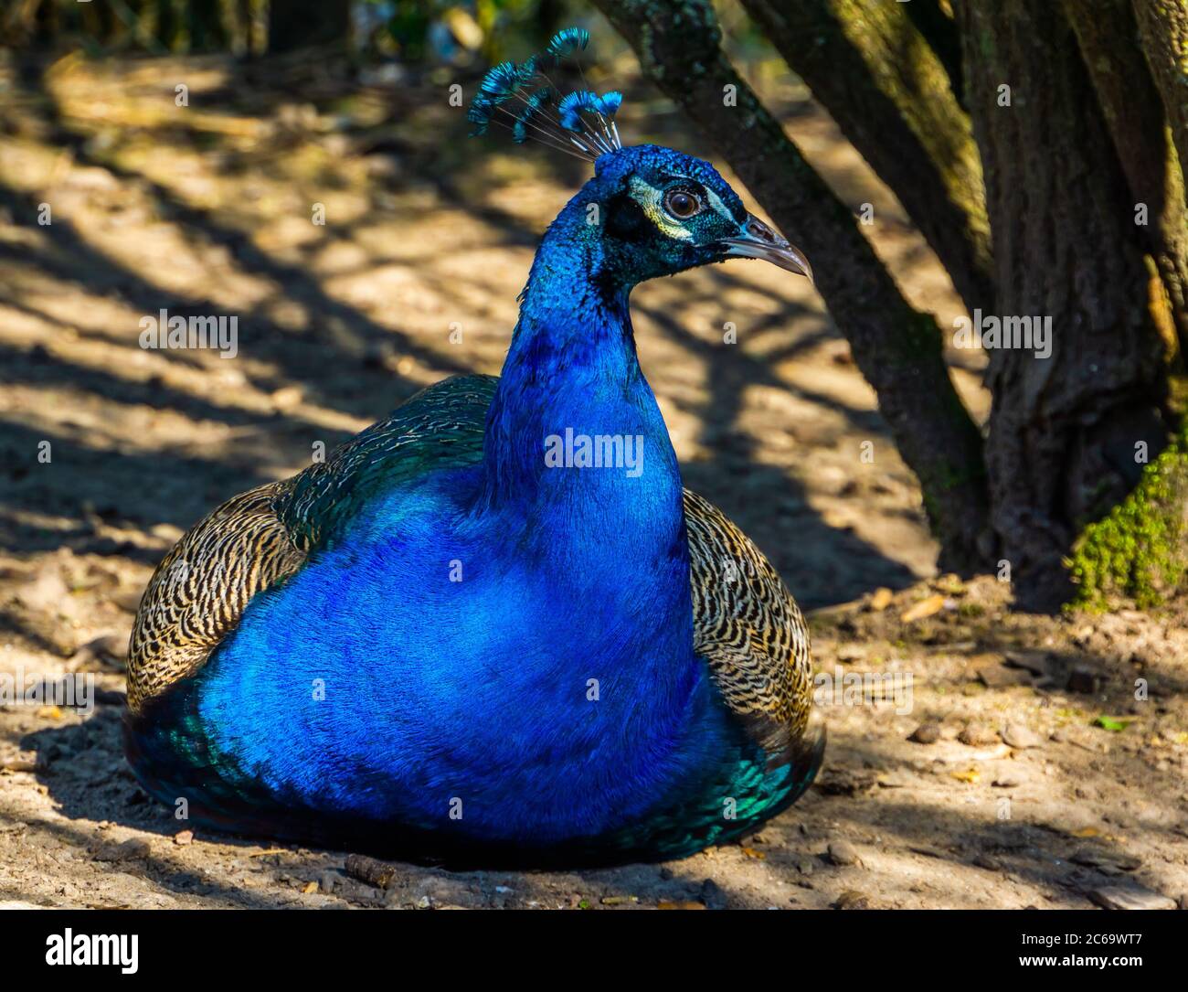 ritratto closeup di un bel pavone indiano seduto a terra, specie di uccello popolare in avicoltura Foto Stock