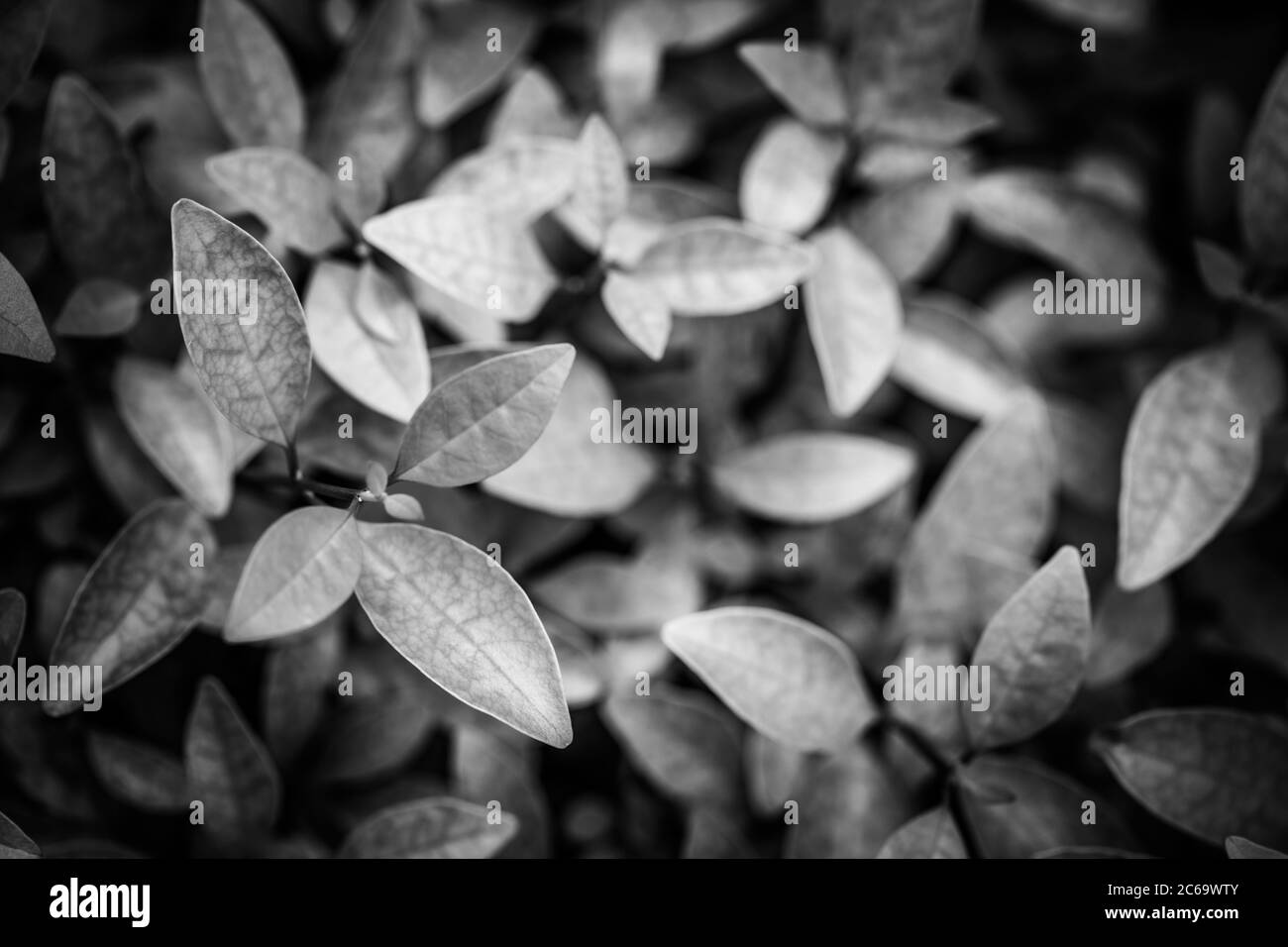 Ramo di faggio bianco e nero. Texture di piante bianche e nere Foto Stock