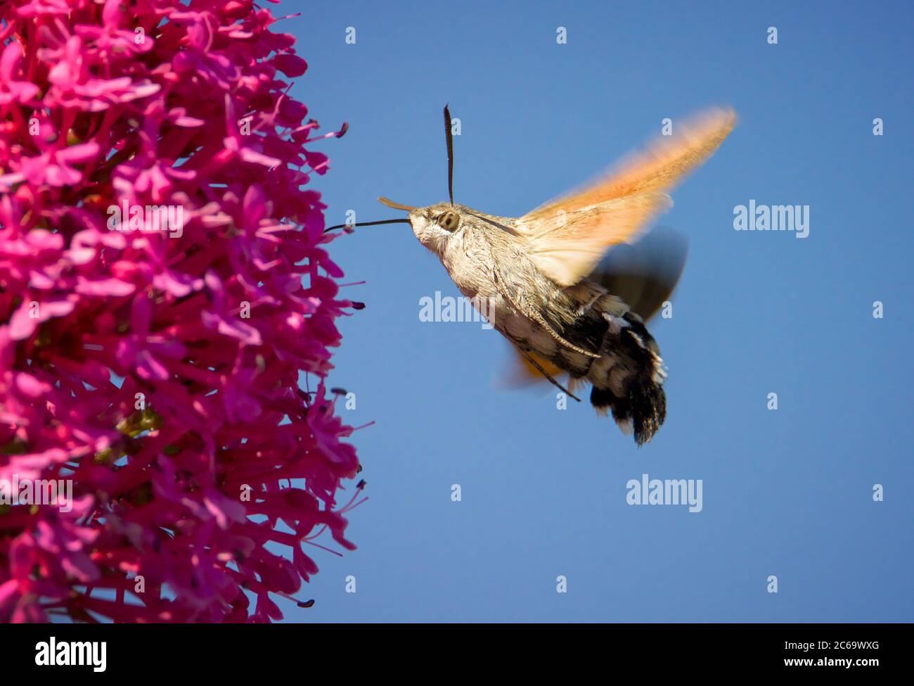 Humming Bird Hawk Moth, stellatarum Macroglossum, che si abbonda davanti A UN fiore che si nuota contro UN cielo blu. Preso al Durlston Country Park UK Foto Stock