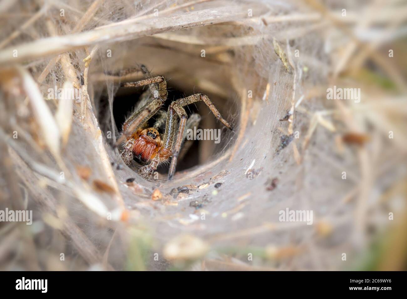 Macro di un ragno labirintico, Agelena labirintica, Guardia permanente all'ingresso del suo Funnel Web. Preso a Stanpit Marsh UK Foto Stock