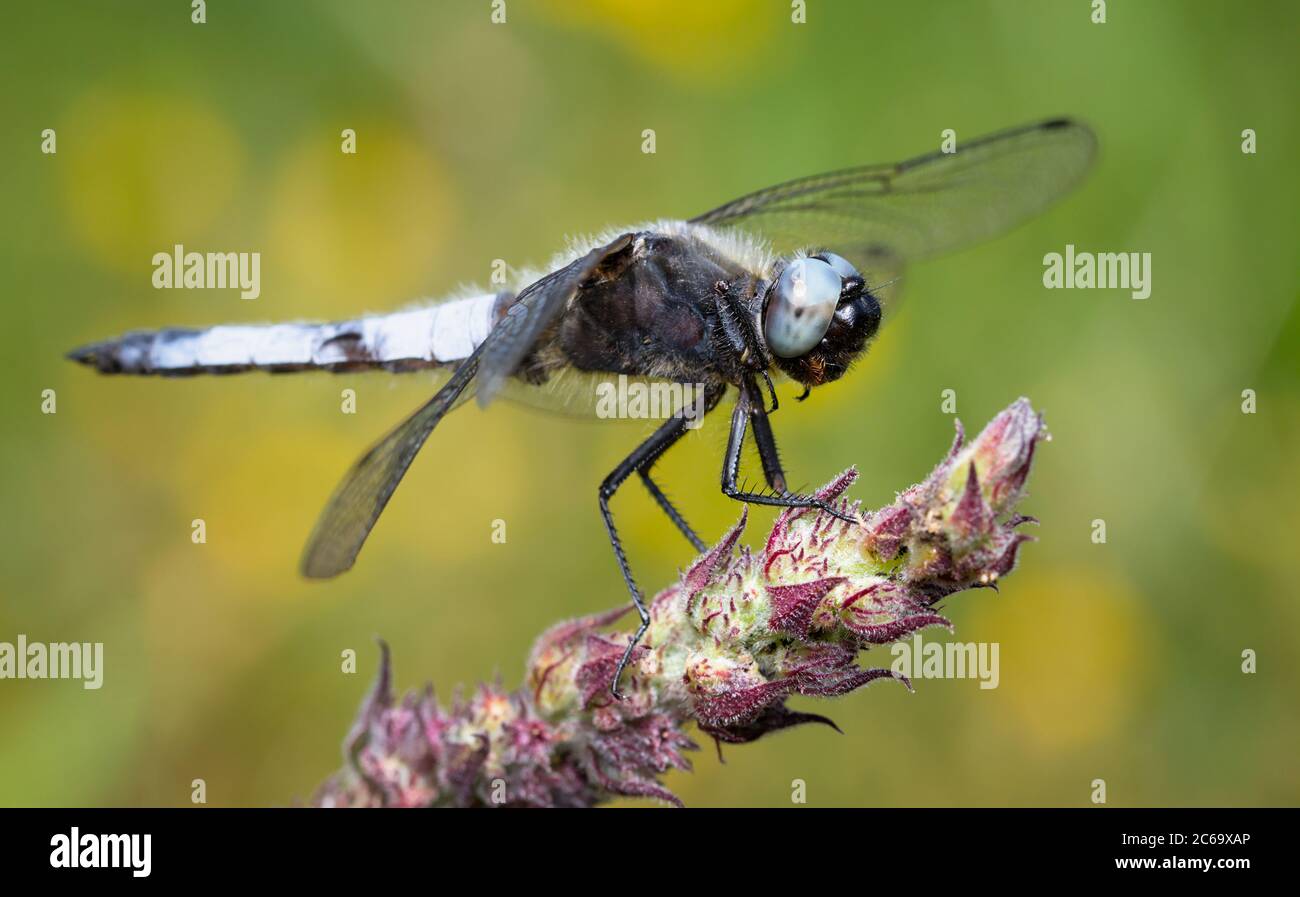 Macro di un Dragonfly Chaser scarce maschile, Libellula Fulva, che riposa su un Twig contro UNO sfondo diffuso di fiori gialli. Preso a Longham Lakes UK Foto Stock