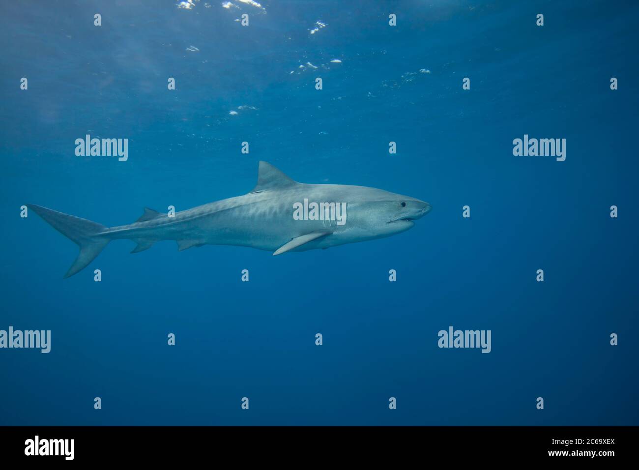 Squalo tigre, Galeocerdo cuvier, Hawaii. Foto Stock