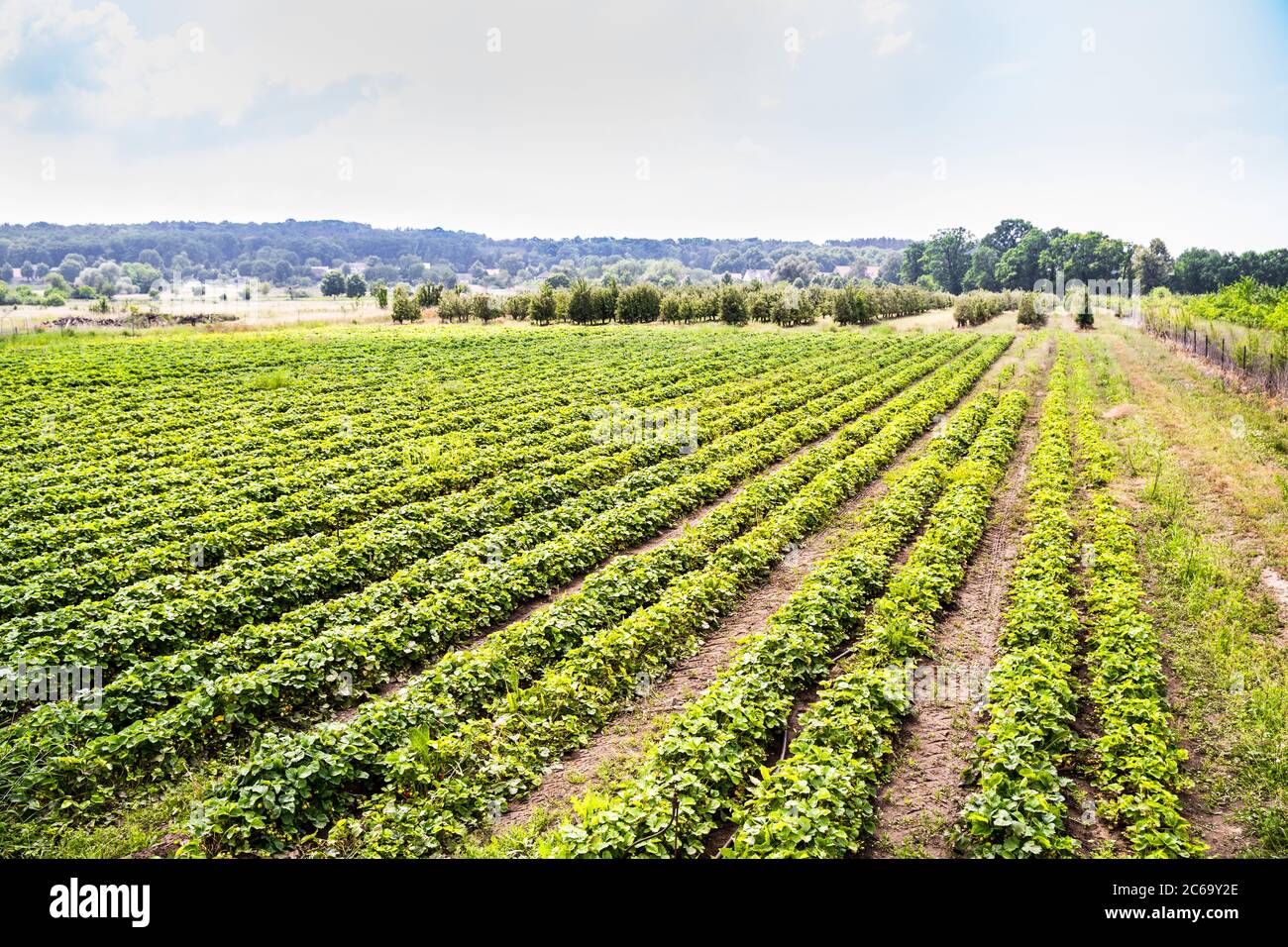 Paesaggio monocultura Fragola pianta campo crescita Farm Foto Stock