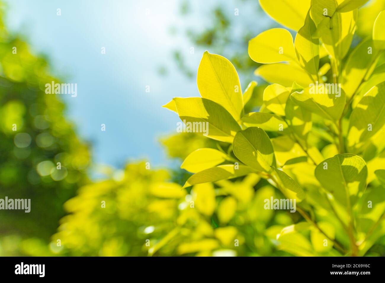 Foglie verdi sugli sfondi verdi. Foto Stock
