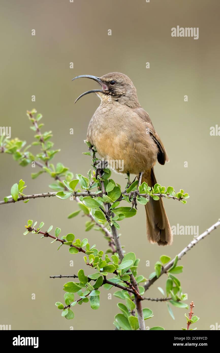 Adult California Thrasher (Toxostoma redivum) appollaiato in un basso cespuglio nella contea di Santa Barbara, California, Stati Uniti. Foto Stock