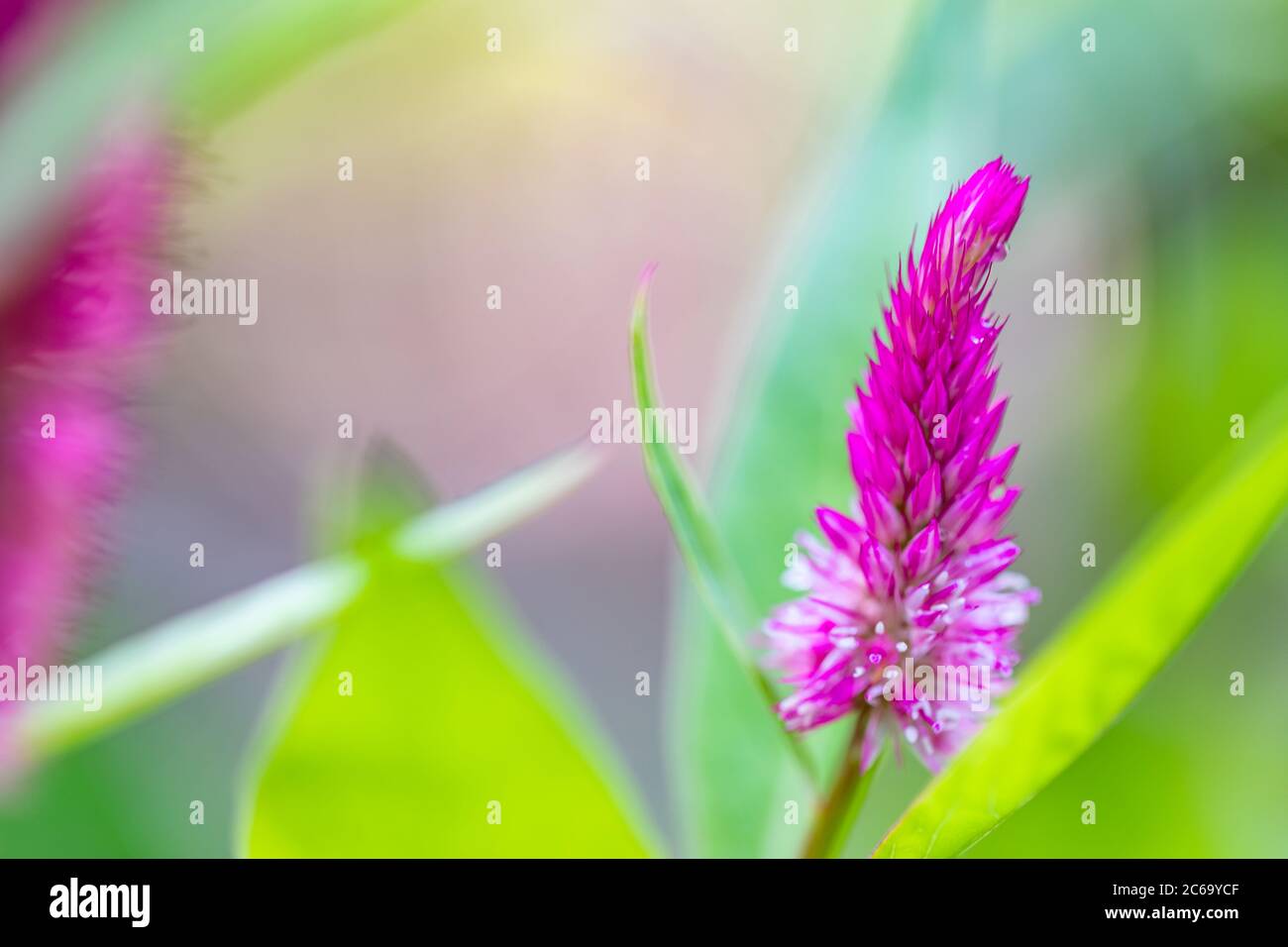 Fiore colorato su sfondo naturale chiaro e sfocato fogliame tropicale. Natura esotica, giungla tropicale o giardino Foto Stock