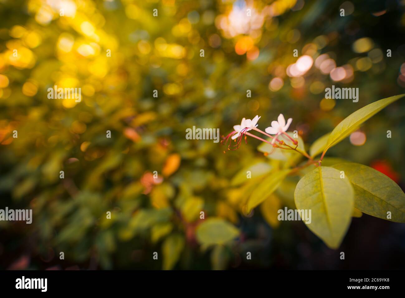 Fiore colorato su sfondo naturale chiaro e sfocato fogliame tropicale. Natura esotica, giungla tropicale o giardino Foto Stock