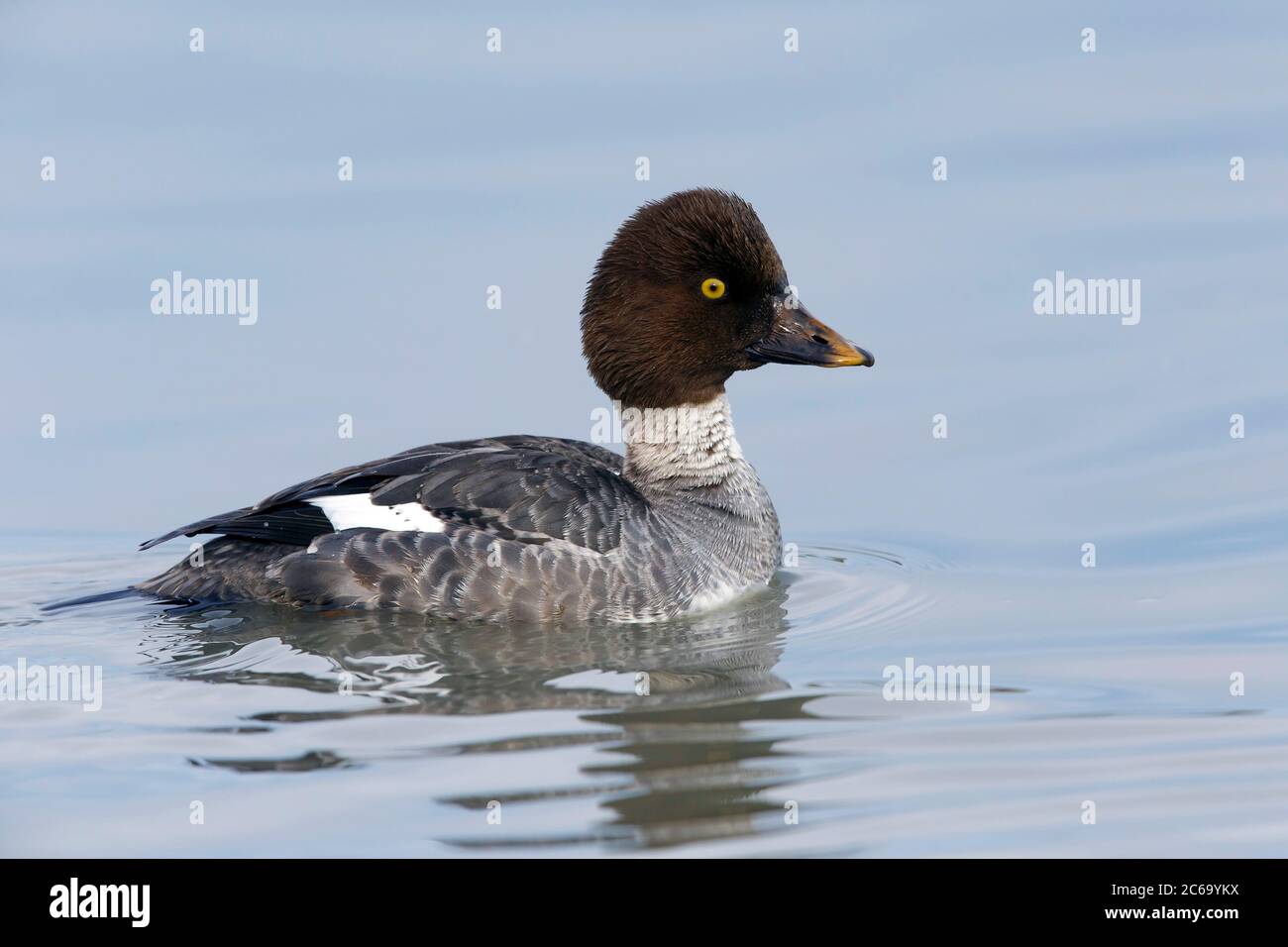 Donna adulta americana Goldeneye (Bucephala clangula americana) che nuota nella contea di Santa Clara, California, USA, durante l'inverno. Foto Stock