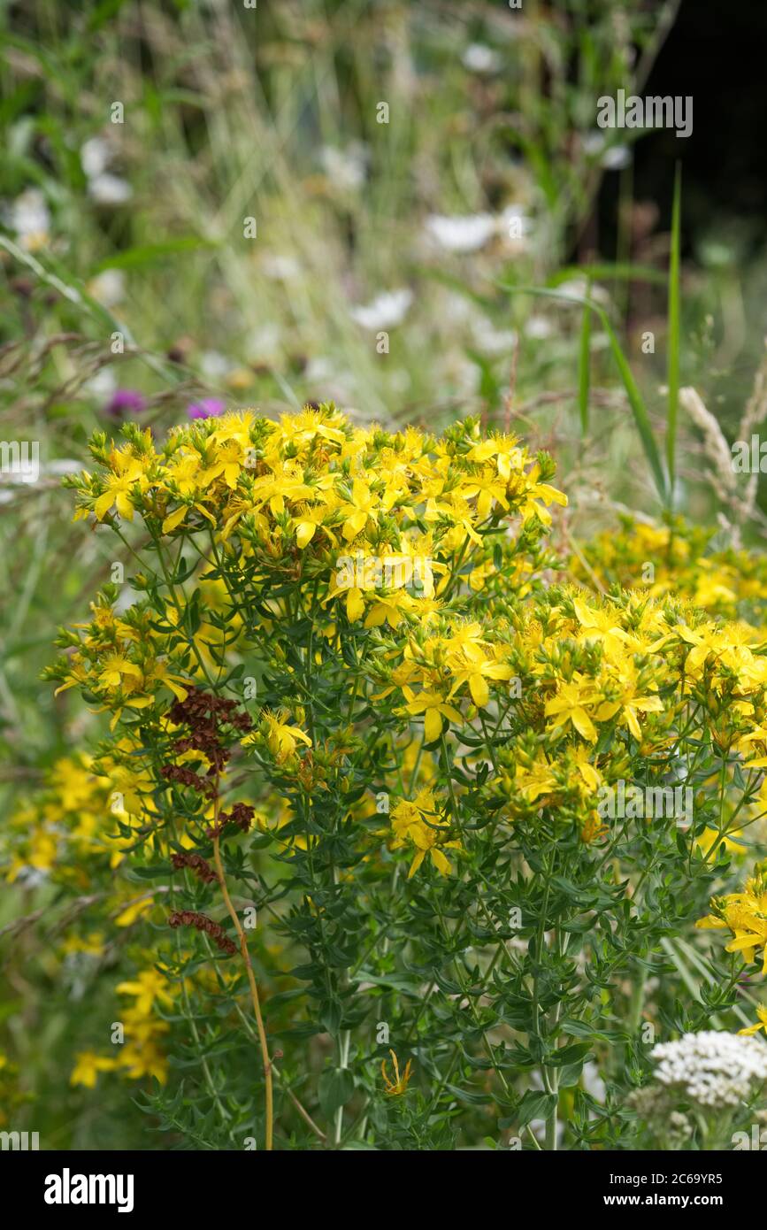 Hypericum perforatum. Perforare l'erba di San Giovanni in un prato di fiori selvatici. Foto Stock