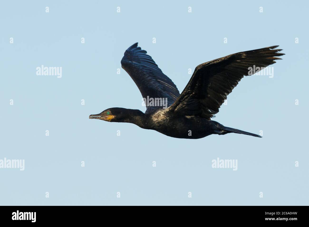 Adulto cormorano neotropico (Phalacrocorax brasilianus) in riproduzione piombo volare sopra Galveston County, Texas, Stati Uniti. Foto Stock