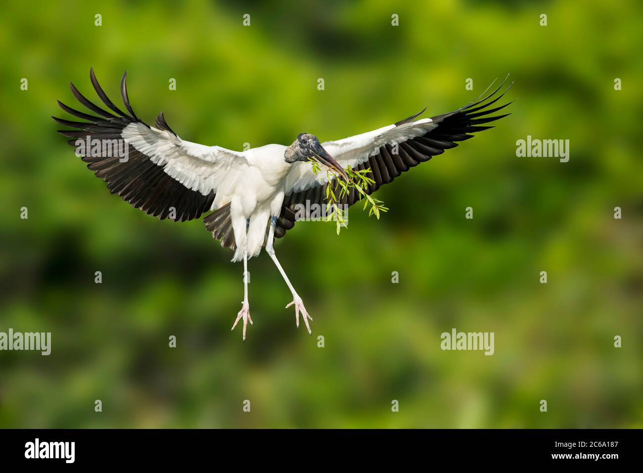 Wood Stork (Mycteria americana) nella contea di Palm Beach, Florida, Stati Uniti. Foto Stock