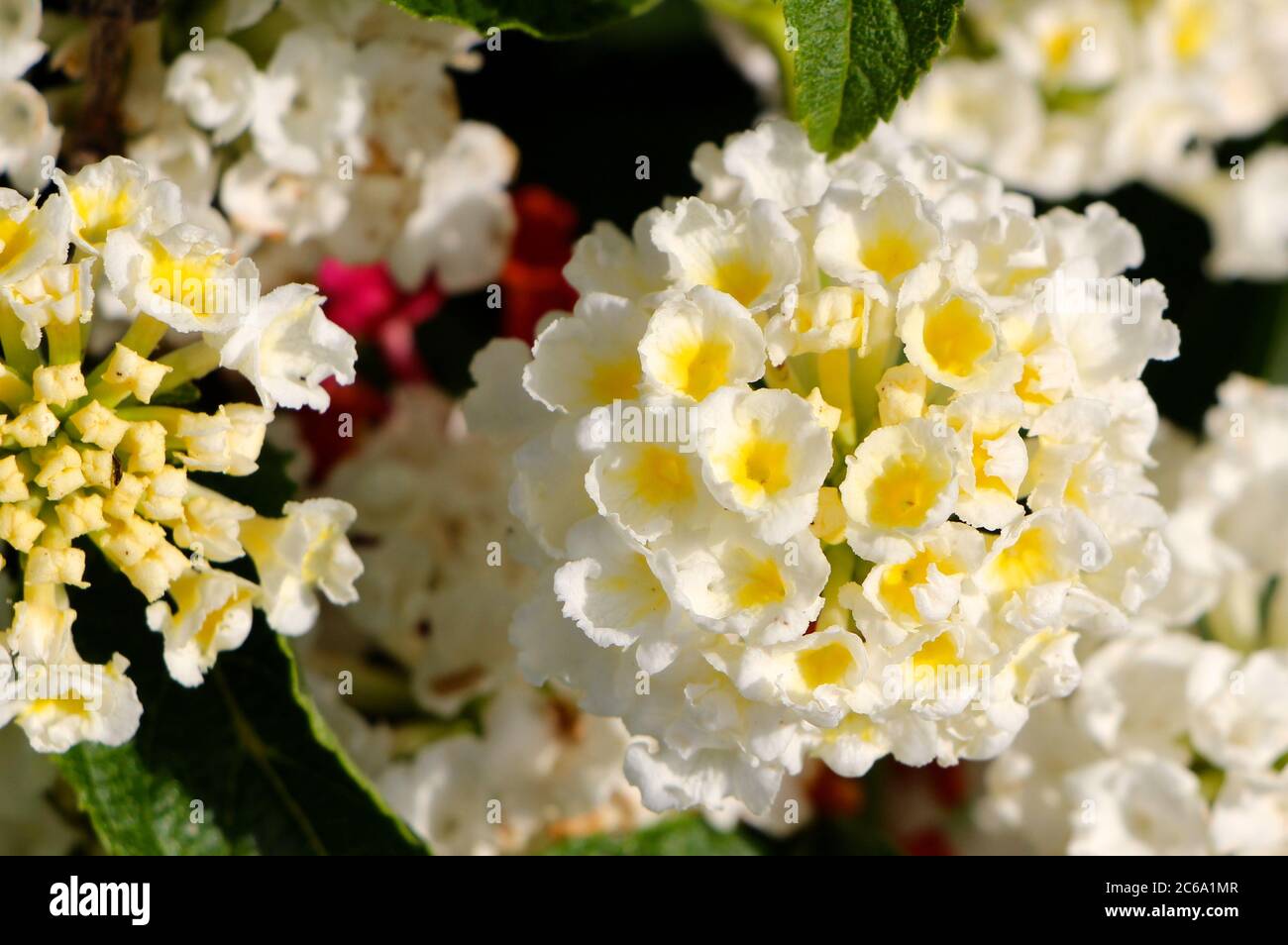 Bianco con centro giallo Lantana camara fiori con odore tutti frutti e noto per essere tossico per il bestiame Foto Stock