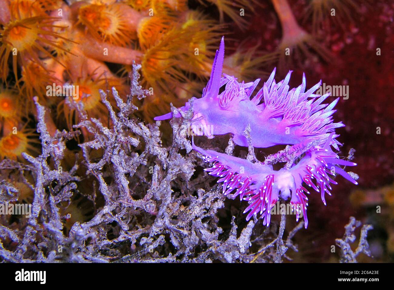 Sea Slug, nudiranch, Flabellina affinis, Cabo Cope-Puntas del Calnegre Parco Naturale, Mar Mediterraneo, Murcia, Spagna, Europa Foto Stock