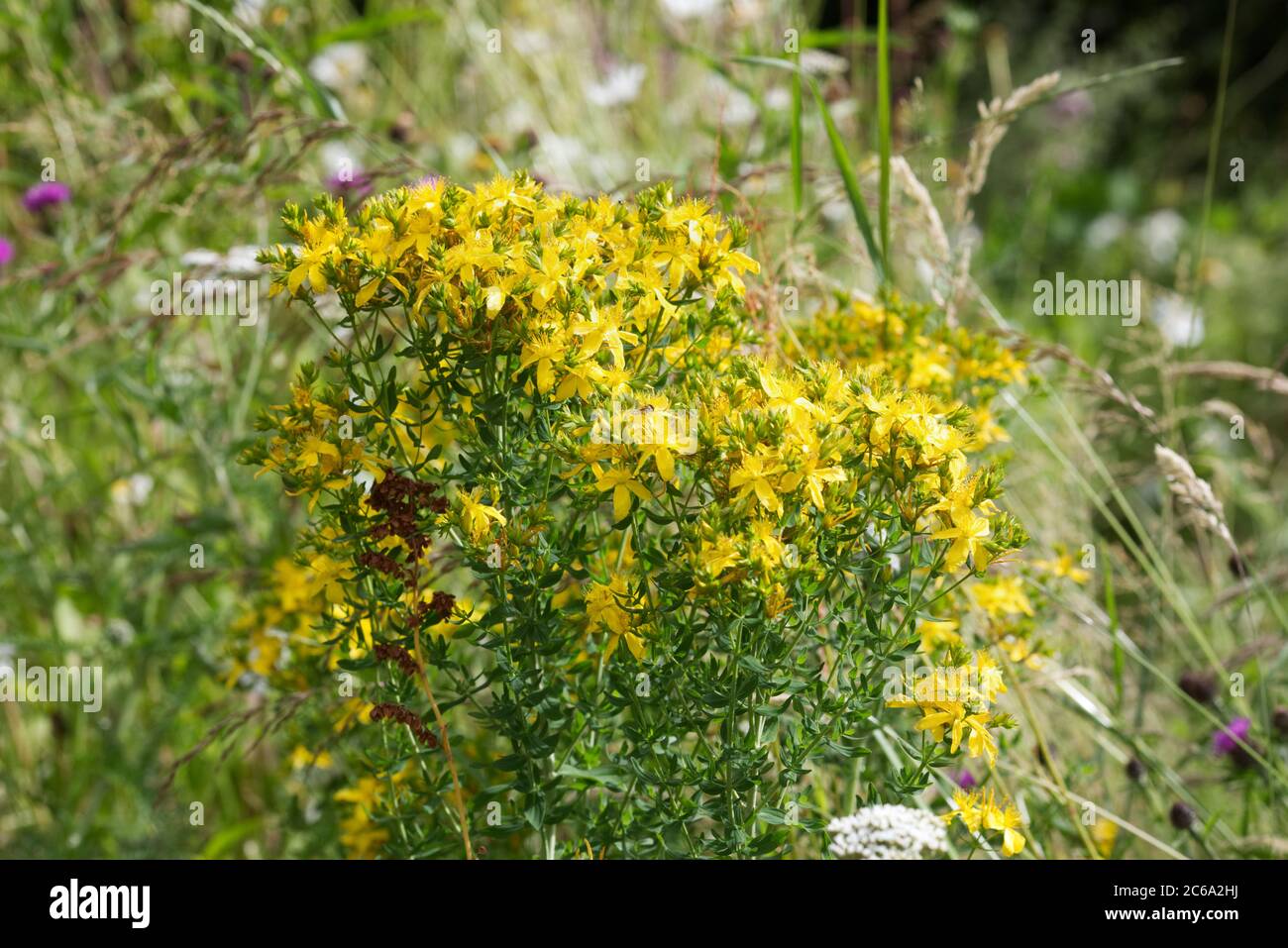 Hypericum perforatum. Perforare l'erba di San Giovanni in un prato di fiori selvatici. Foto Stock