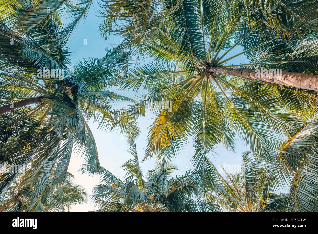 Palme sotto il cielo azzurro. Modello di giungla tropicale, vista della natura dal basso punto di vista. Natura verde, fogliame tropicale, paesaggio esotico Foto Stock