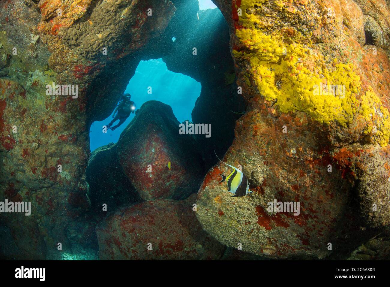 Un subacqueo (MR) che esplora la costa contorbiata della Big Island, Hawaii. La spugna gialla incrosta il muro e un idolo moresco è in primo piano. Foto Stock