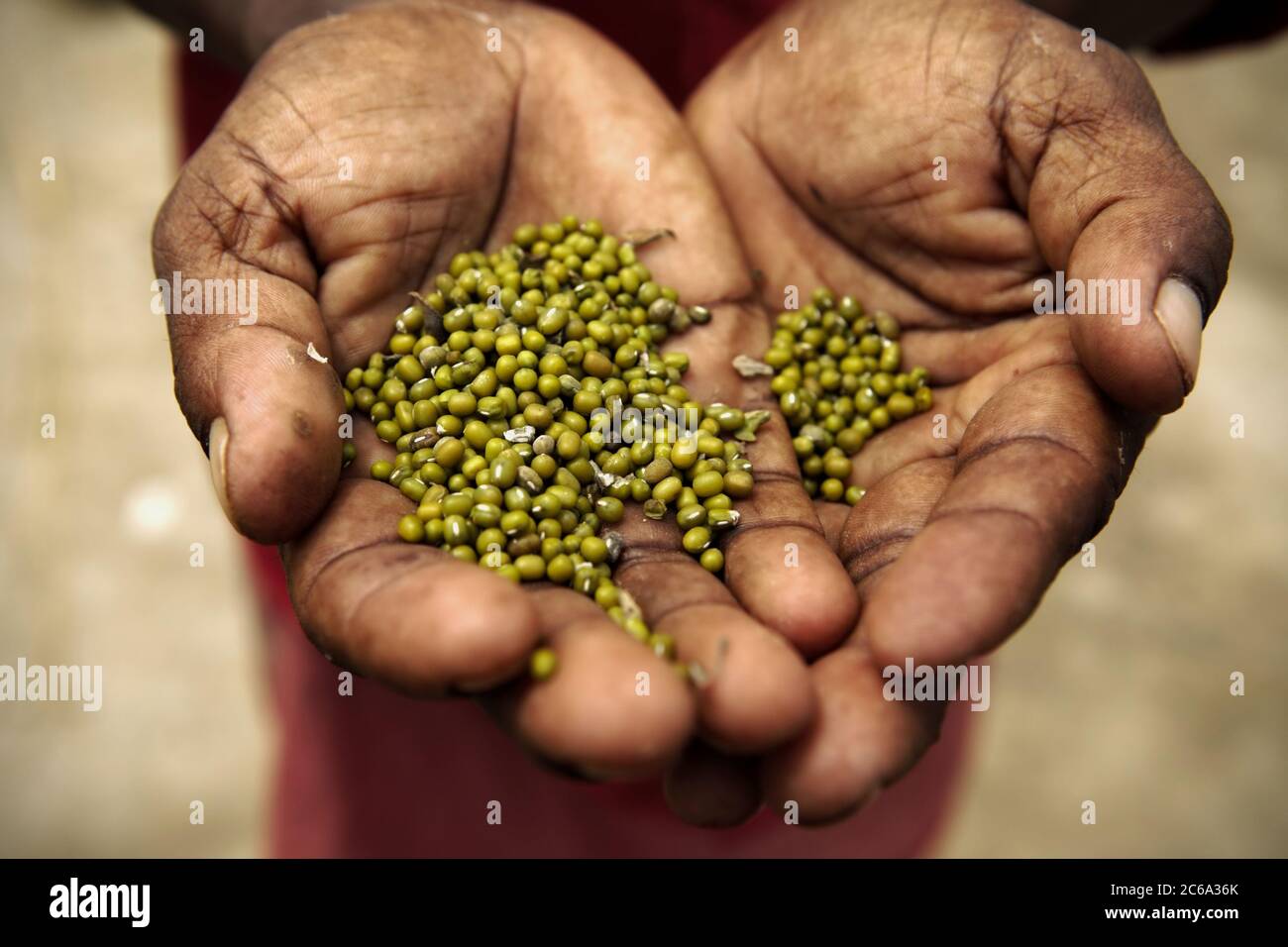 Fagioli di Mung nelle mani di una donna nel villaggio di Faldu, distretto di Nawada, Bihar, India. Foto Stock