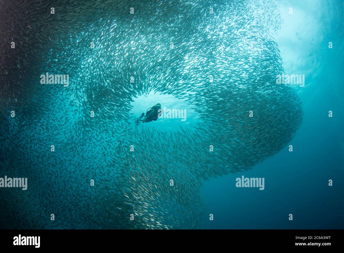 Un subacqueo (MR) che nuota in una scuola massiccia di milioni di sardine, Moalboal, Cebu, Central Visayas, Filippine. Foto Stock