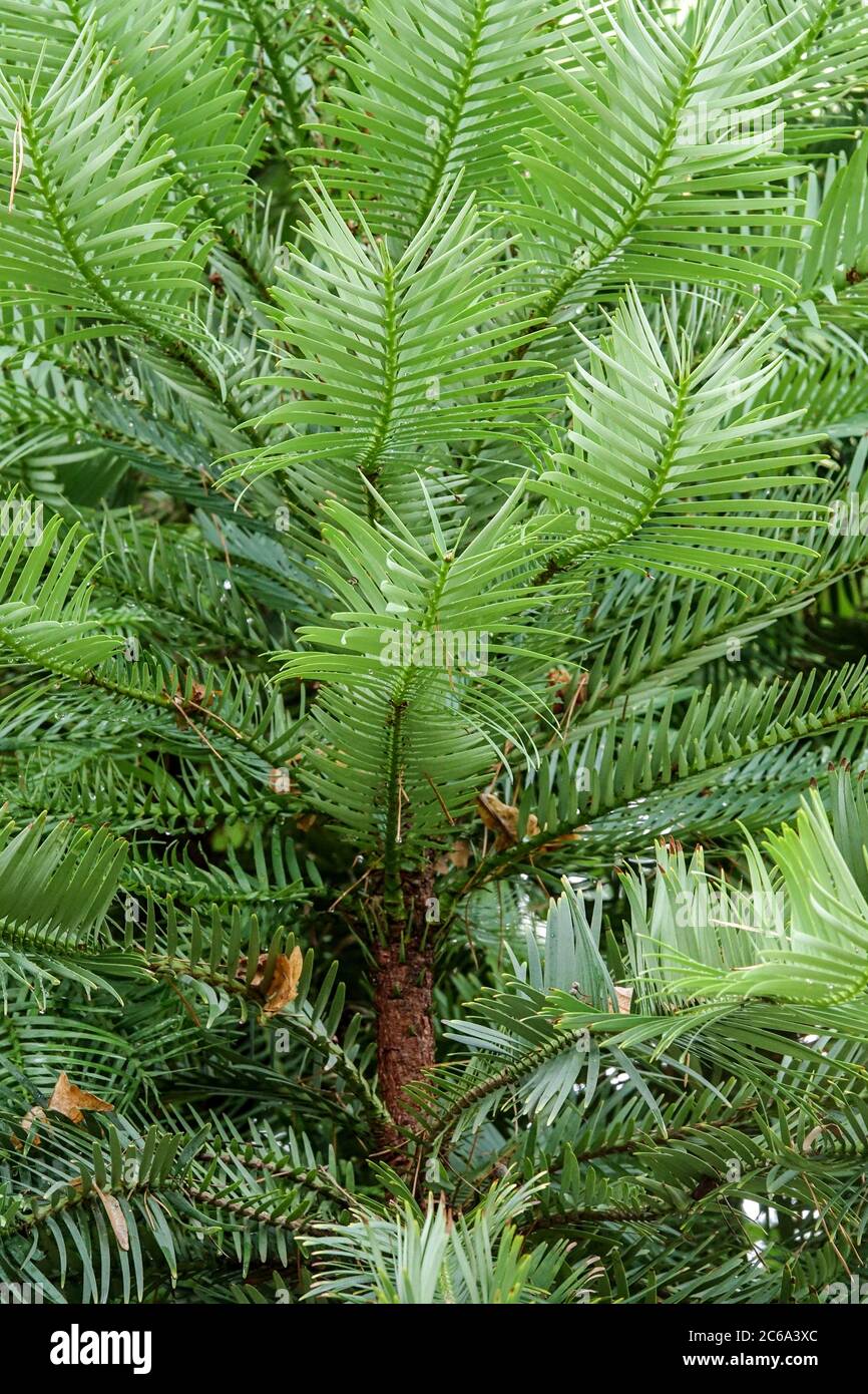 Wollemia nobilis Wollemi albero fossile di pino Foto Stock