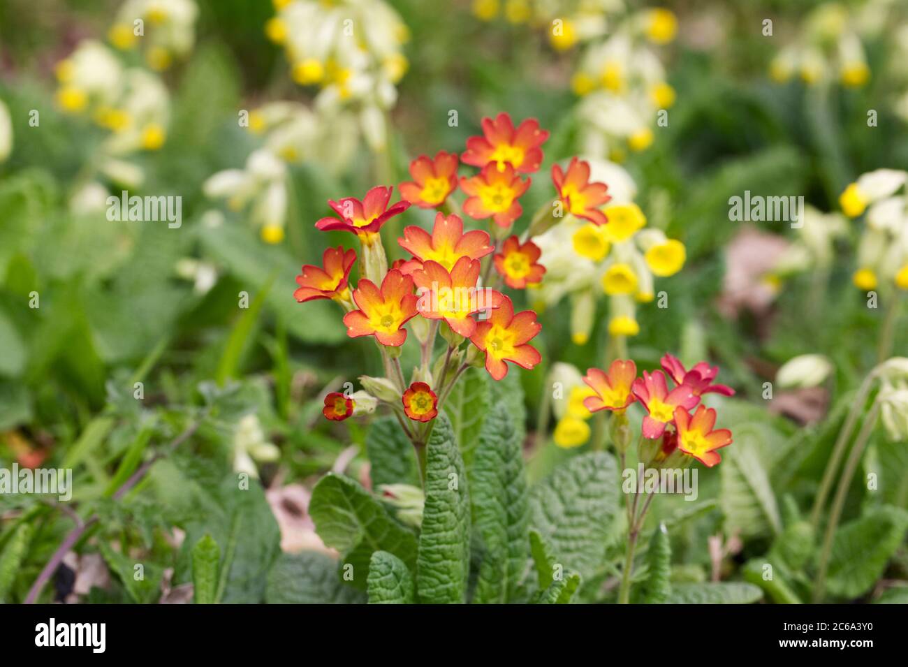 Le polpette rosse crescono in un giardino inglese. Foto Stock