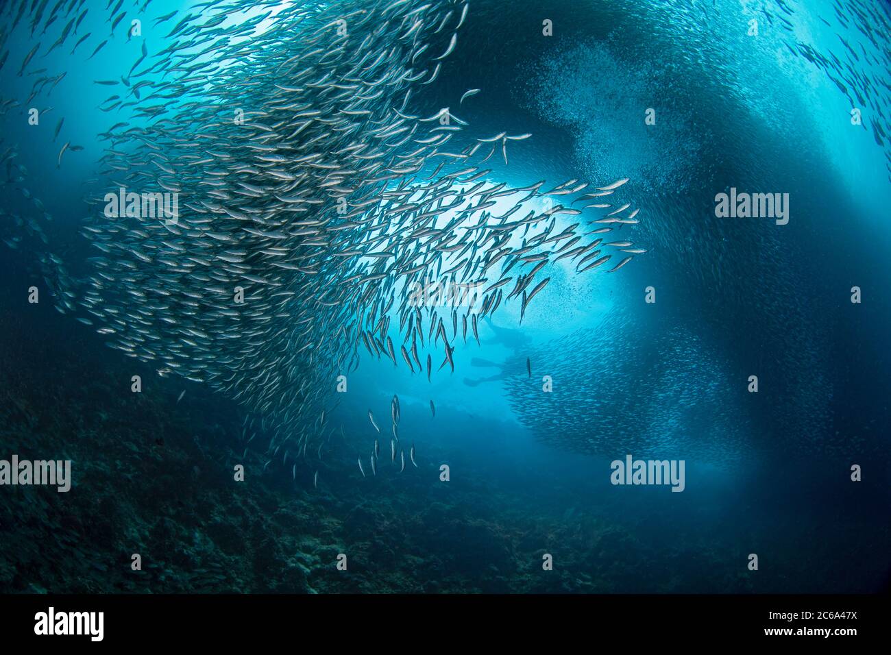 Subacquei (MR) e una scuola massiccia di milioni di sardine, Moalboal, Cebu, Central Visayas, Filippine. Foto Stock