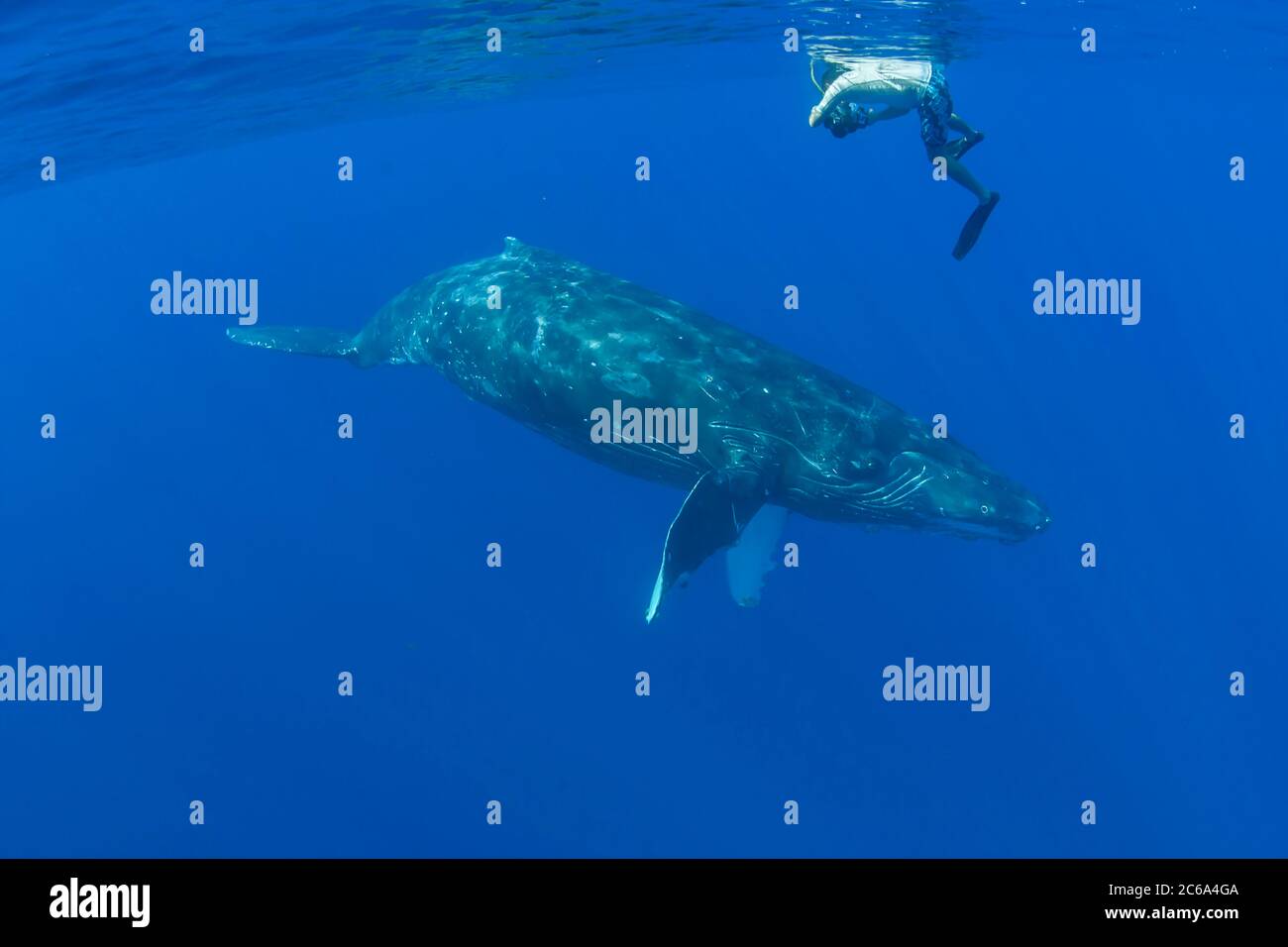 Un fotografo (MR) si allinea su una curiosa megattere, Megaptera novaeangliae, Hawaii. Foto Stock