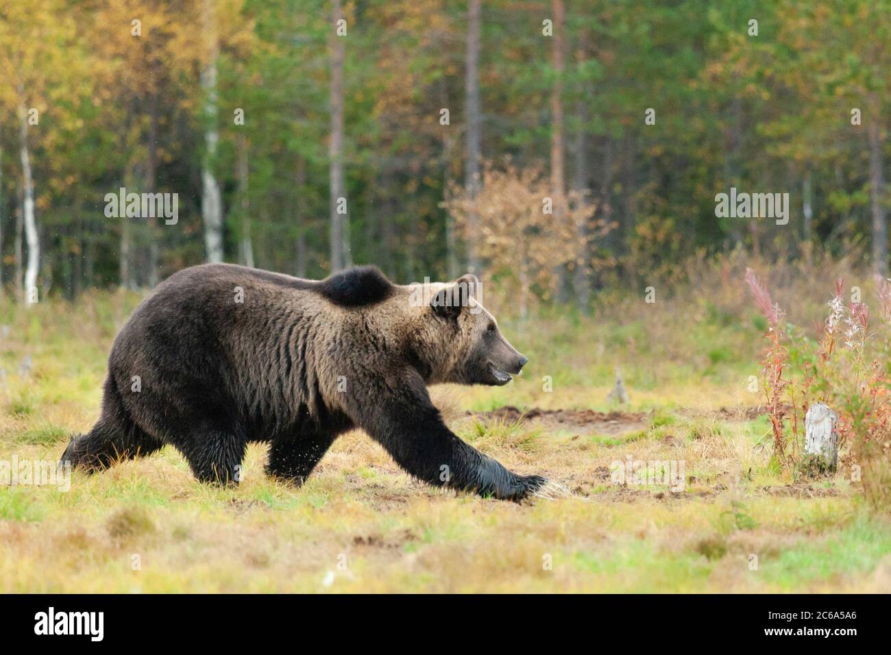 Orso bruno (Ursus arctos) che corre nella bonifica della foresta in Finlandia. Foto Stock