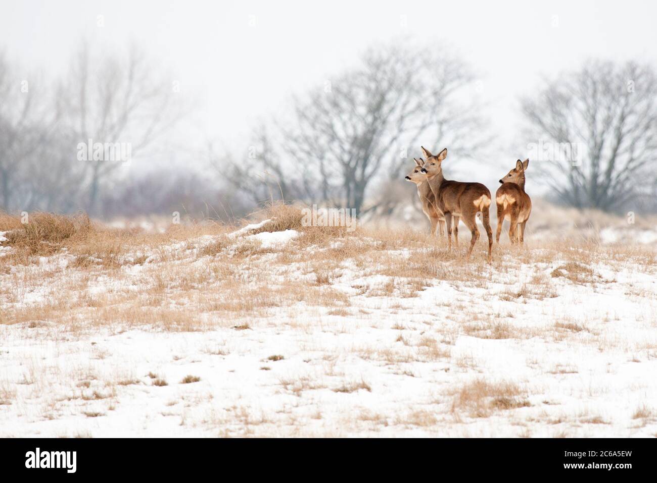 Capriolo (Capreolus capreolus) che si erge su dune coperte di neve Foto Stock