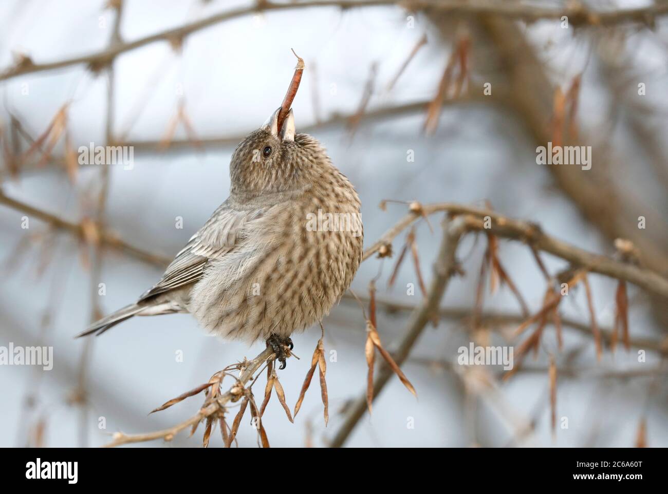 Wintering Grande Rosefinch (Carpodacus rubicilla kobldenis) arroccato in un albero intorno al Lago Baikal in Russia. Mangiare un seme grande. Foto Stock