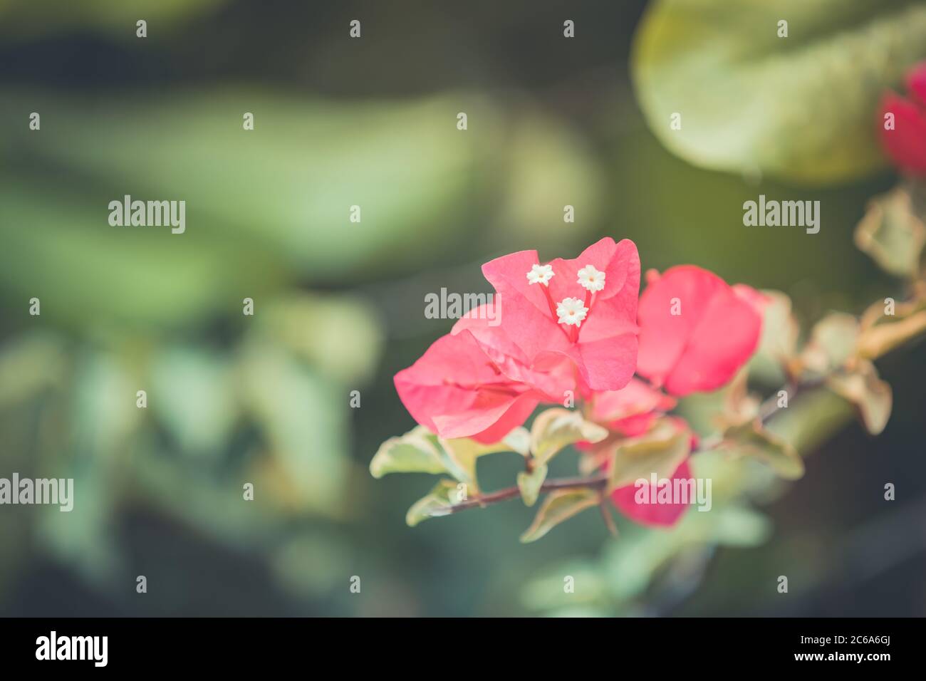 Bougainvillea fiore in tuna d'epoca, macro natura esotica. Colori tenui con luminosa vista sul giardino. Foglie verdi e natura tropicale offuscata Foto Stock