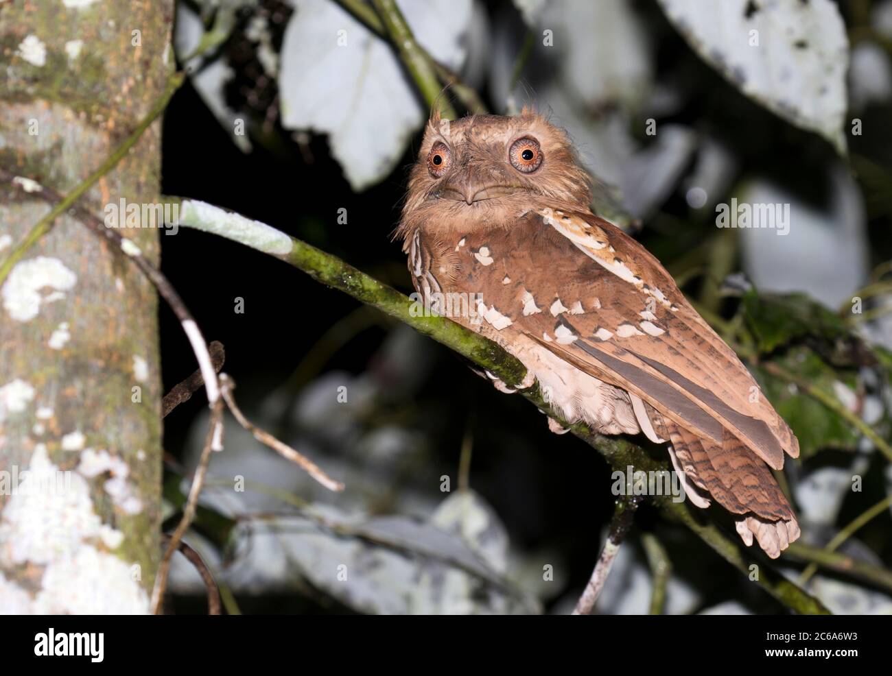 Frogmouth filippino (Batrachostomus septimus) sulle Filippine. Cacciatore notturno appollaiato su un ramo in sottopopata. Foto Stock