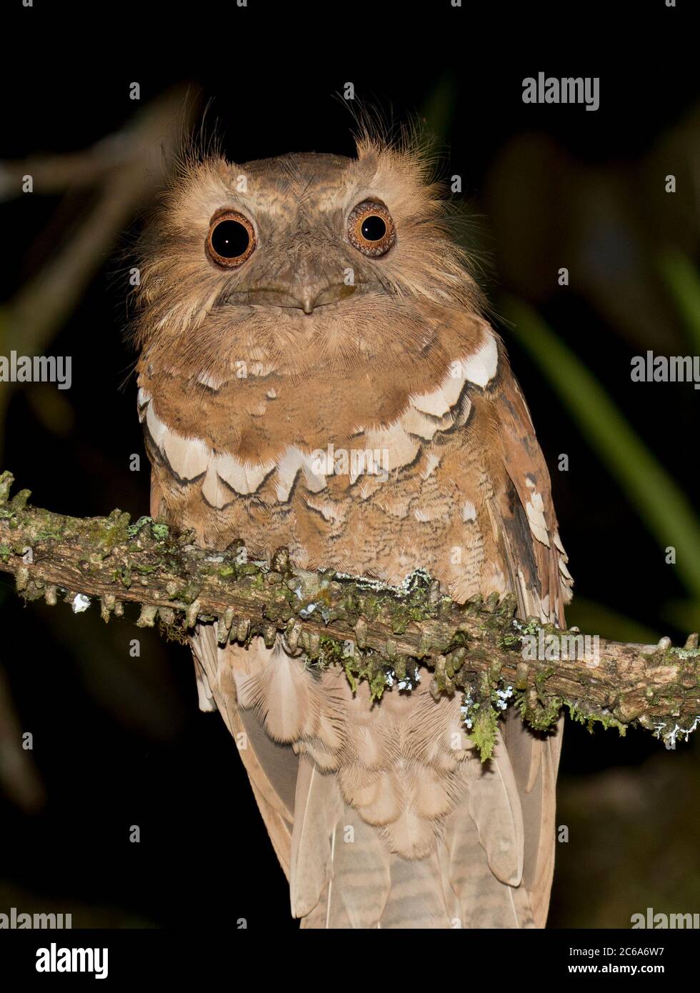 Frogmouth filippino (Batrachostomus septimus) sulle Filippine. Cacciatore notturno appollaiato su un ramo in sottopopata. Foto Stock