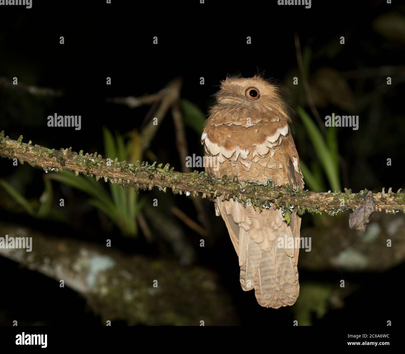 Frogmouth filippino (Batrachostomus septimus) sulle Filippine. Cacciatore notturno appollaiato su un ramo in sottopopata. Foto Stock