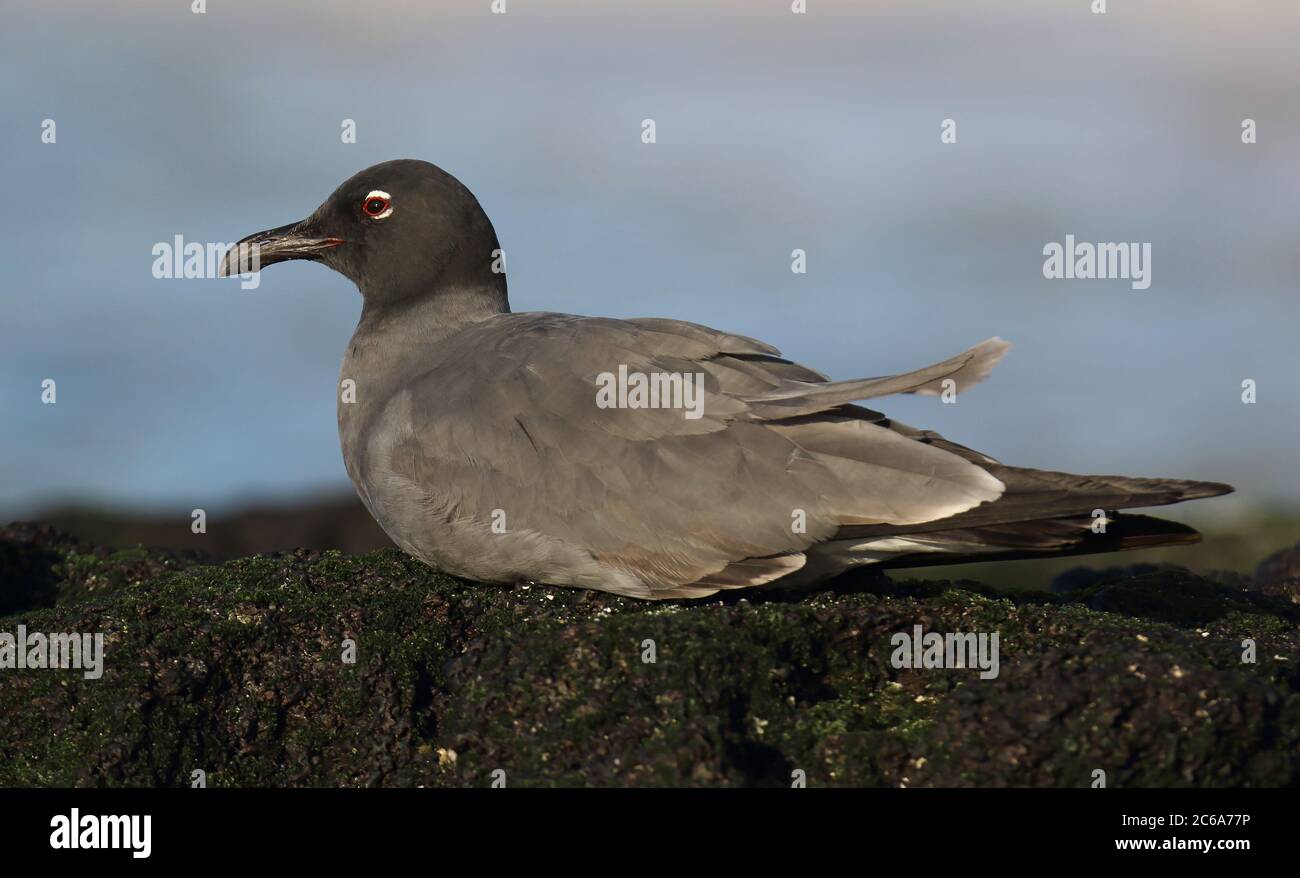 Lava Gull (Leuchaeus fuliginosus) sulle isole Galapagos, Ecuador. Il gabbiano più rastico del mondo. Riposo per adulti. Foto Stock