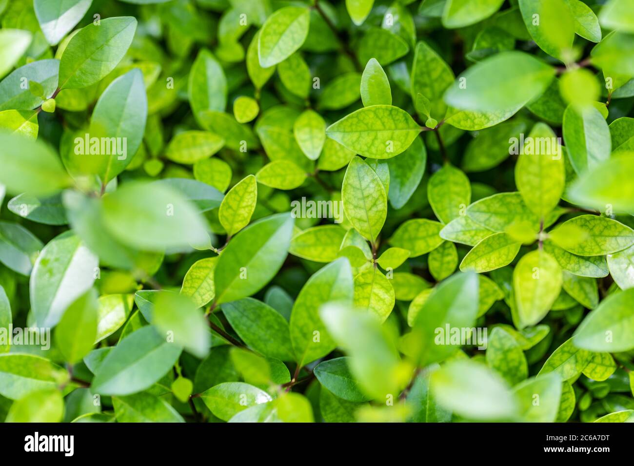 Foglia verde primo piano in giardino. Freschezza, sfondo ecologico, lussureggiante e fogliame. Sfondo verde natura. Perfetto modello naturale Foto Stock