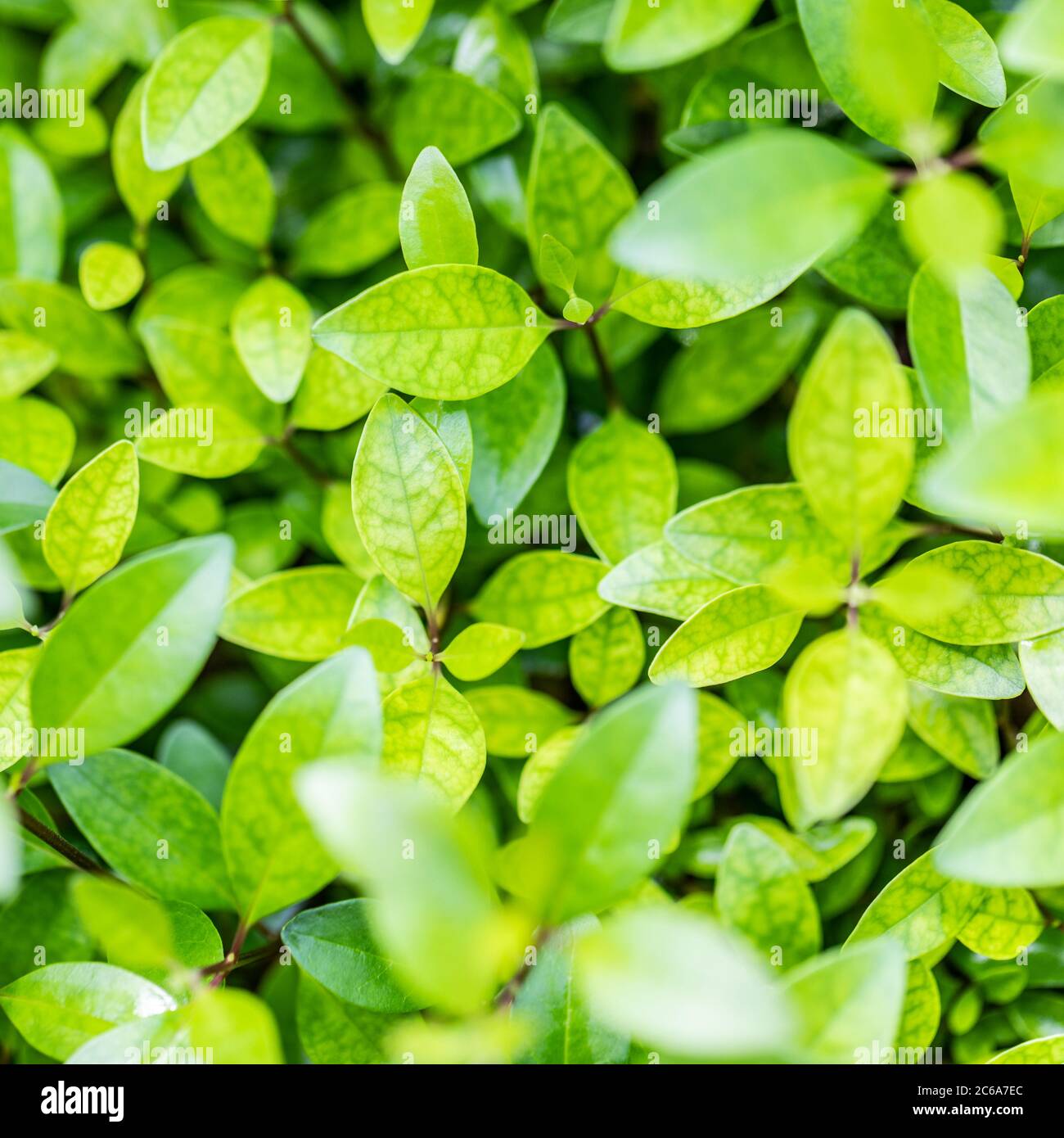Foglia verde primo piano in giardino. Freschezza, sfondo ecologico, lussureggiante e fogliame. Sfondo verde natura. Perfetto modello naturale Foto Stock