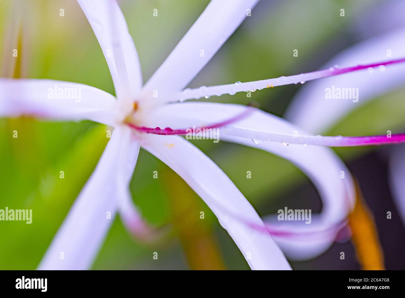 Macro di fiori colorati su sfondo naturale chiaro e sfocato fogliame tropicale. Fiore esotico in fiore con gocce di pioggia. Closeup natura tropicale Foto Stock